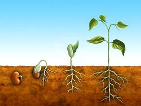 Visualisasi proses pertumbuhan zakar menggunakan contoh tumbuhan