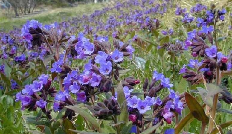 Lungwort untuk menyediakan infusi yang menggalakkan pembesaran zakar